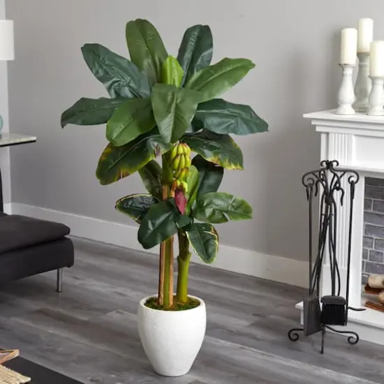 5ft. Double Stalk Banana Tree in White Planter {5}