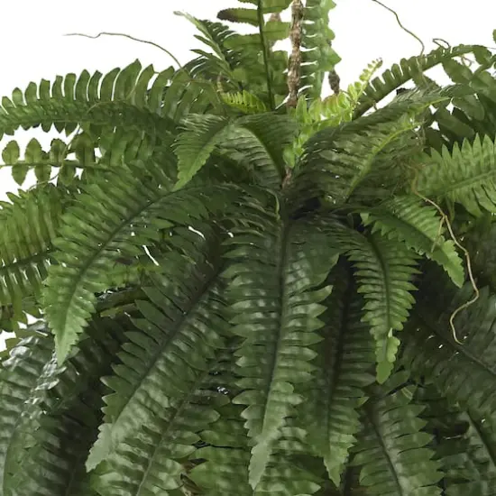 22" Boston Fern Hanging Basket {3}