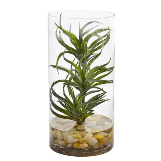 12" Air Plant in Glass Vase {1}