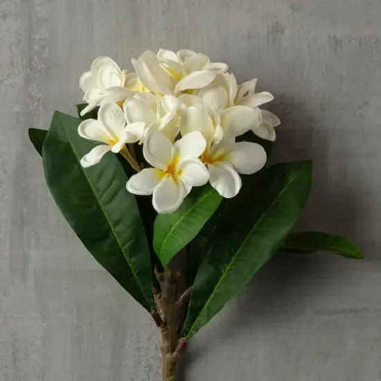 White Frangipani Stem by Ashland&reg; {3}