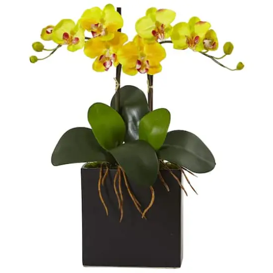 18.5" Double Mini Phalaenopsis Silk Orchid in Black Vase Yellow {1}