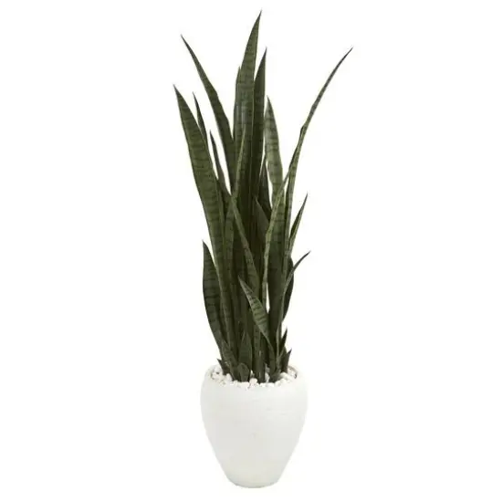 4.25ft. Sansevieria Plant in White Planter  {1}