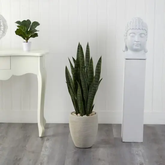3ft. Snake Plant in Sand Colored Planter {4}