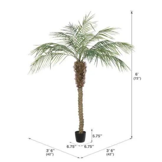6ft. Potted Pheonix Palm Tree {5}