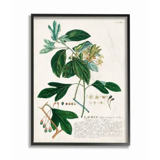 Stupell Industries Botanical Green Plant Illustration Black Framed Wall Art {1}