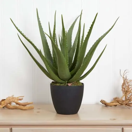 2ft. Potted Aloe Plant {5}