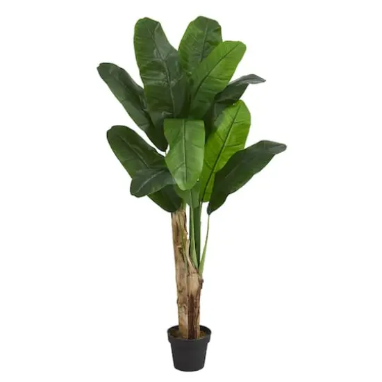 4ft. Double Stalk Banana Tree {1}