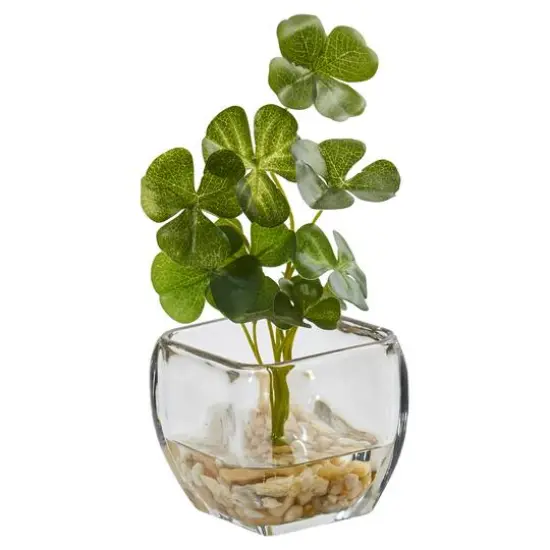 9" Clover Plant in Glass Planter, 2ct. {4}