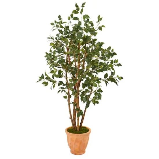 4.5ft. Ficus Tree in Terracotta Planter {1}