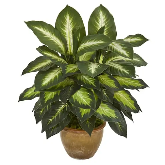 18" Dieffenbachia Tree In Ceramic Planter {1}