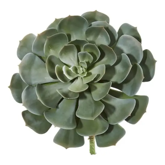 Green Giant Echeveria Succulent Pick, 2ct. {1}