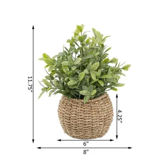 Flora Bunda&reg; 11.7" Tea Leaf Plant in Basket {3}