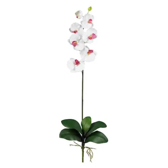 White Moth Orchid Stems, 12ct. {1}
