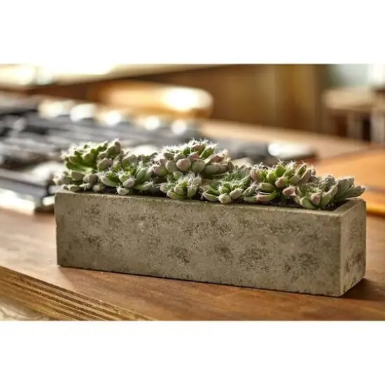 13.5" Succulent Garden with Textured Concrete Planter {8}