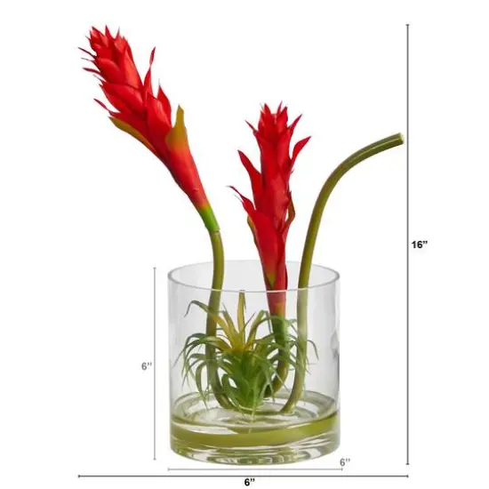 16" Red Star Bromeliad Arrangement in Glass Vase {3}