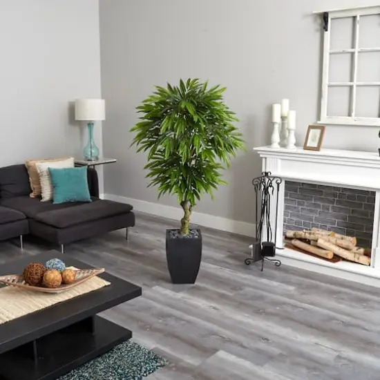 5.5ft. Potted Mango Tree in Decorative Black Planter {6}