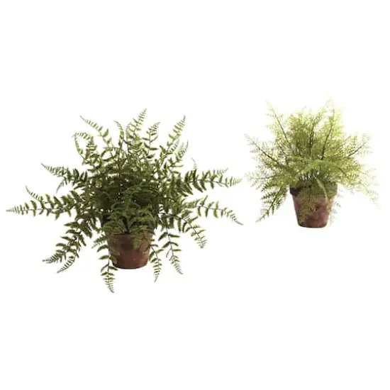 12" Fern in Decorative Planter, 2ct. {1}