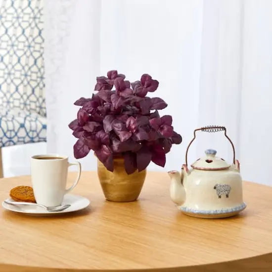 12" Basil Plant in Ceramic Planter {4}