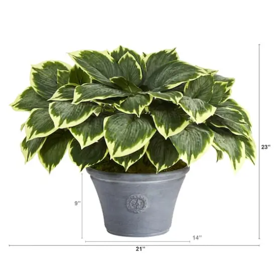 23" Variegated Hosta in Gray Planter {3}