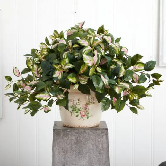 18" Hoya Tricolor in Floral Planter {4}