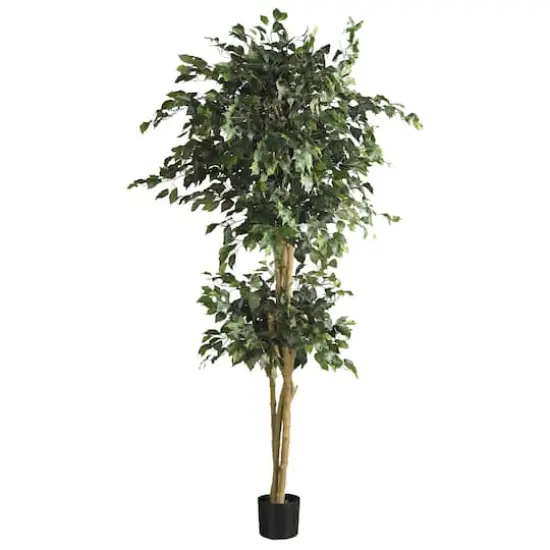 6ft. Potted Double Ball Ficus Silk Tree {1}