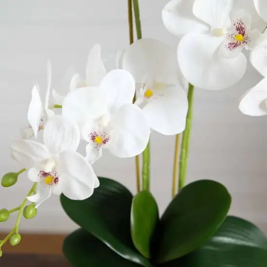 2ft. Orchid Arrangement in Decorative Ceramic Vase {8}