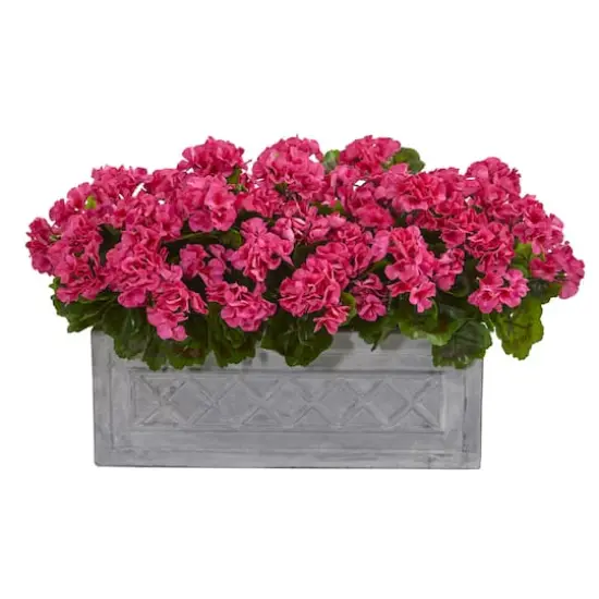 18&rdquo; Beauty Geranium in Stone Planter {1}
