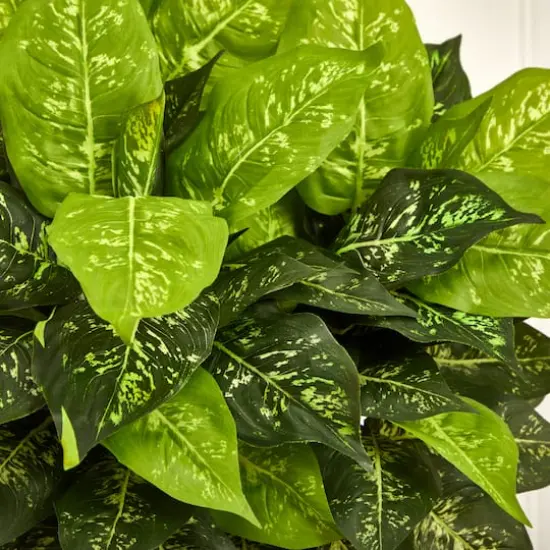 2.5ft Dumb Cane Plant in White Planter {5}