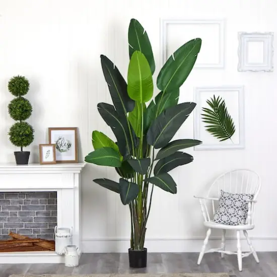 8ft. Potted Travelers Palm Tree {4}