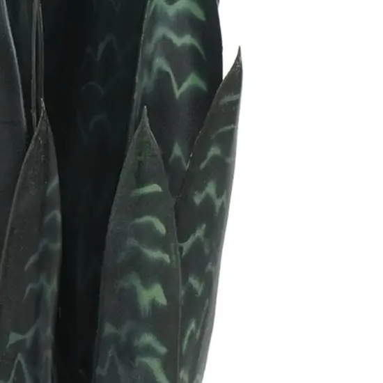 19" Potted Snake Plant by Ashland&reg; {3}