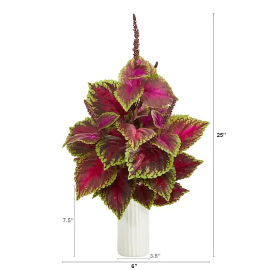 2ft. Coleus Plant in White Planter {3}