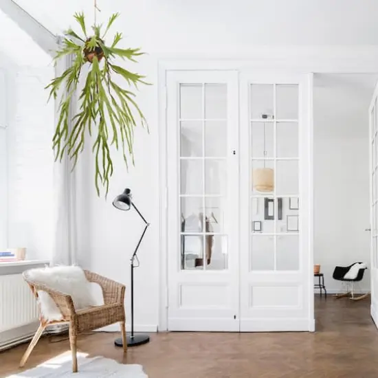 4ft. Staghorn Hanging Plant {4}