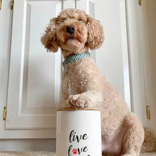 Park Life Designs Inscript 32oz. Treat Jar {5}