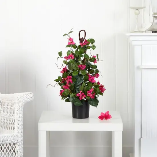 2ft. Potted Bougainvillea Climbing Plant {3}