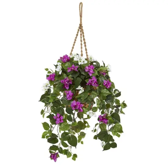 2.5ft. Mixed Bougainvillea in Hanging Basket {1}