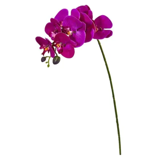 Purple Moth Orchid Stem, 6ct. {1}