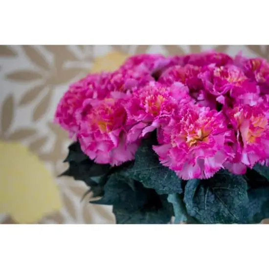 Carnation Arrangement In Vase Dark Pink {4}