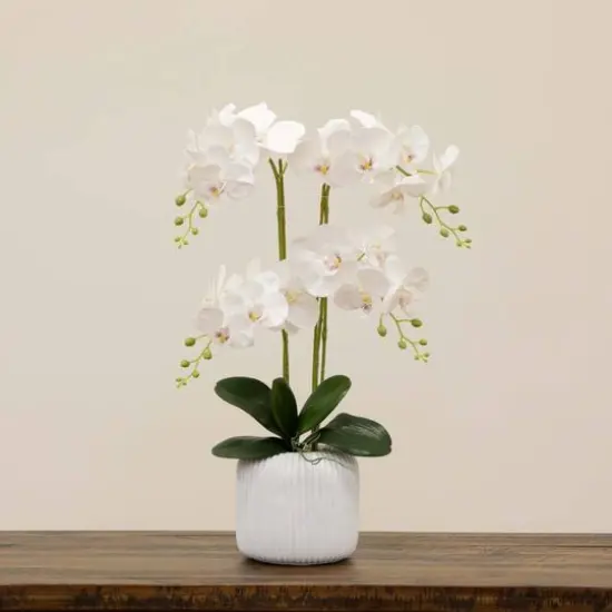 2ft. Orchid Arrangement in Decorative Ceramic Vase {7}