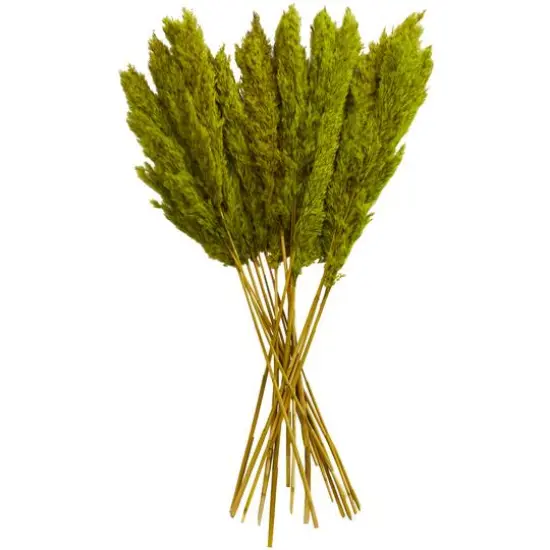 Dried Plant Pampas Natural Foliage with Long Stems Green {7}