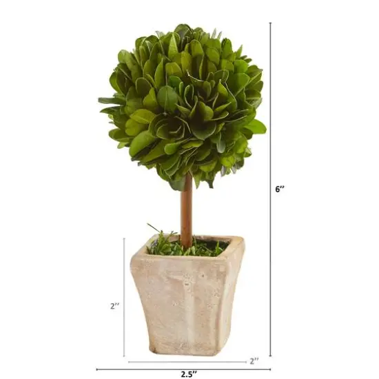 6" Boxwood Topiary Preserved Plant in Ceramic Planter, 4ct. {3}