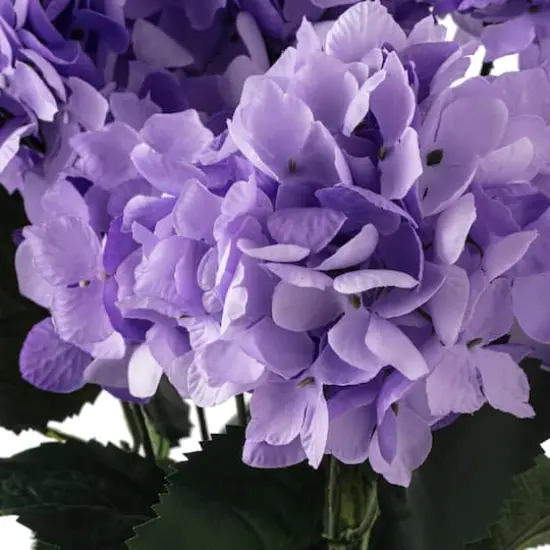 Purple Hydrangea Bush by Ashland&reg; {7}