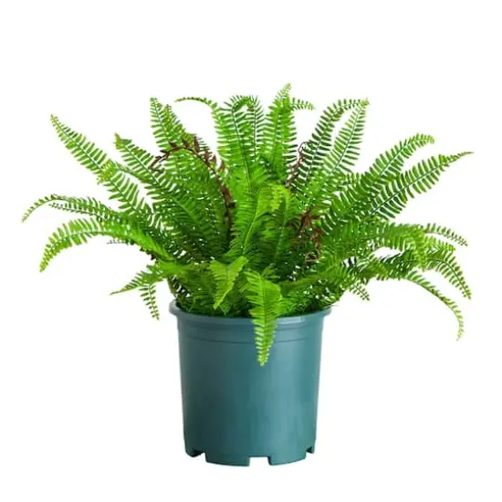 23in. UV Resistant Artificial Boston Fern Plant with Real Touch Leaves (Indoor/Outdoor) {1}