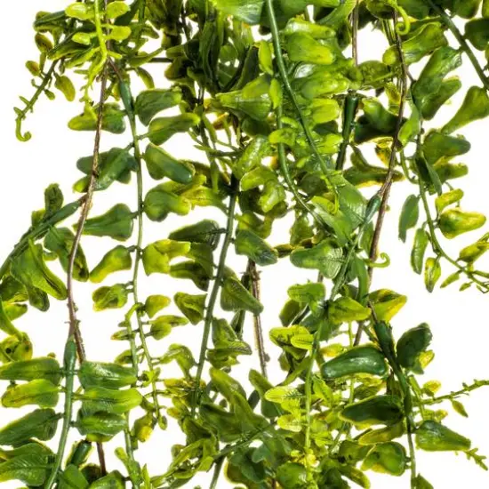 2.5ft. Green Buckler Fern Vine {9}