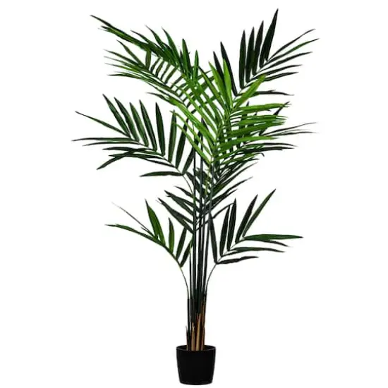 7ft. Potted Kentia Palm {1}