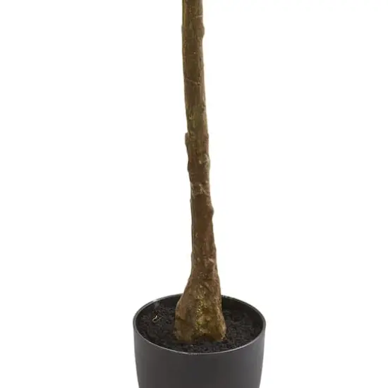 6ft. Potted Rubber Leaf Tree {4}