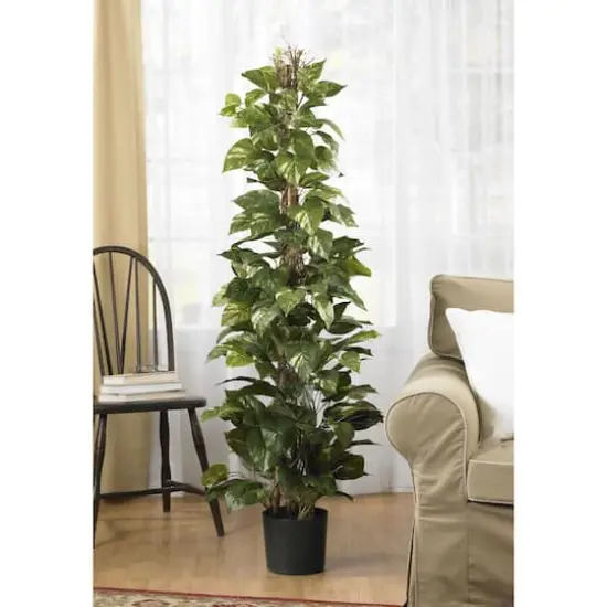 5ft. Potted Pothos Climbing Tree {3}