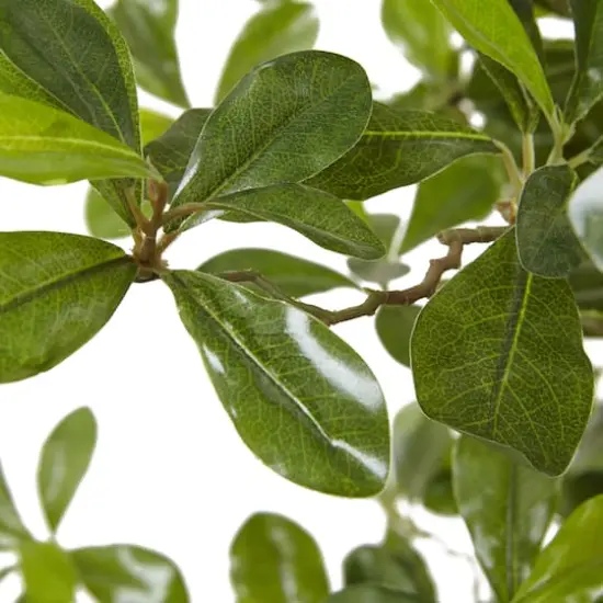 6ft. Potted Black Olive Tree {5}