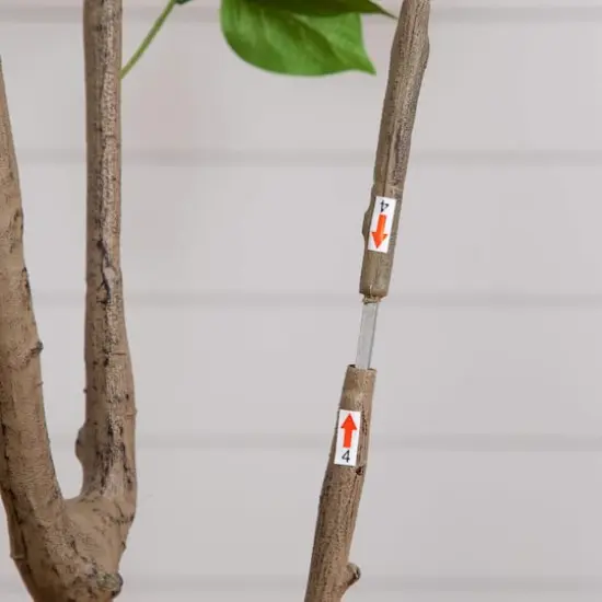 6ft. Potted Pink Minimalist Bougainvillea Tree {6}