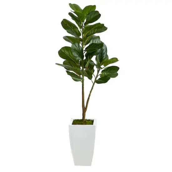 4ft. Fiddle Leaf Fig Tree in White Metal Planter {1}