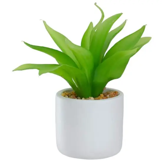 8" Green Aloe Plant in White Pot {1}
